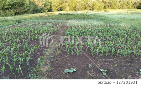 vegetable garden beds with vegetables close up vegetable garden beds with vegetables close up 127201931