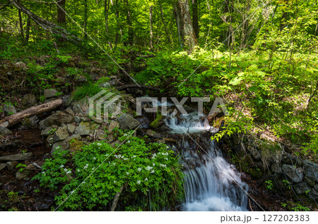 小川が流れる新緑の森　美ヶ原　霧ヶ峰 127202383
