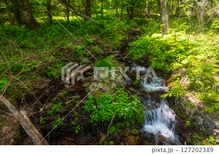 小川が流れる新緑の森 美ヶ原 霧ヶ峰 小川が流れる新緑の森 美ヶ原 霧ヶ峰 127202389