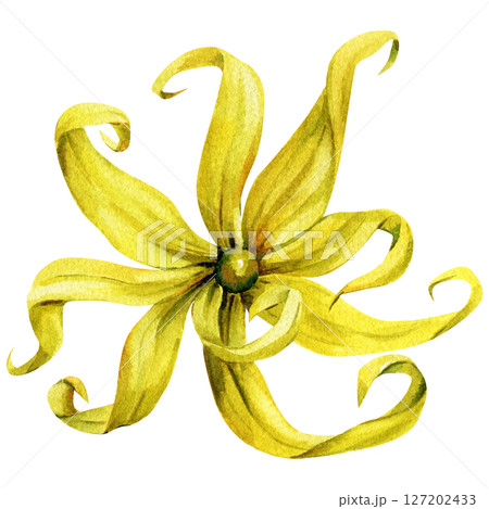 Top View Ylang Ylang Watercolor Flower Twisted Yellow Petals Exotic Botanical Element Spa Perfume and Organic Aromatherapy Design 127202433