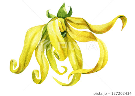 Ylang-Ylang Watercolor Flower Green Calyx Long Yellow Petals Tropical Botanical Element Perfume Spa and Organic Beauty Projects 127202434