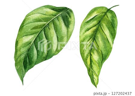 Watercolor Leaves Green Tropical Botanical Foliage Clipart for Natural Skincare Packaging Eco Spa Decor and Organic Product Design 127202437