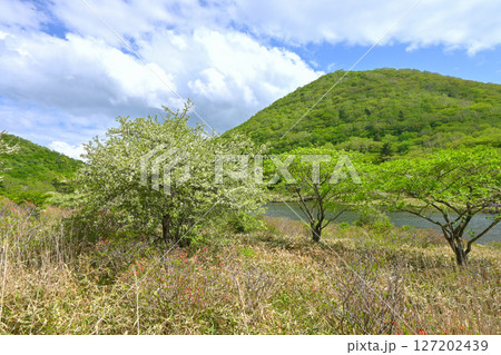 赤城山・覚満淵【群馬県】 127202439