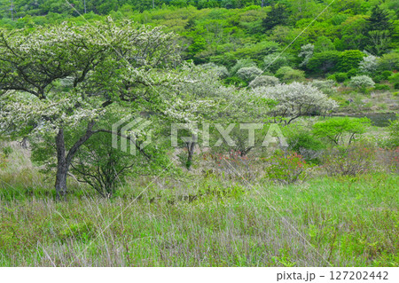 赤城山・覚満淵【群馬県】 赤城山・覚満淵【群馬県】 127202442