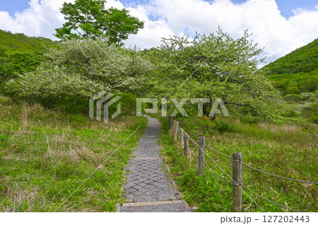 赤城山・覚満淵【群馬県】 127202443