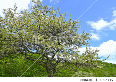 赤城山・覚満淵【群馬県】 赤城山・覚満淵【群馬県】 127202445