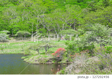 赤城山・覚満淵【群馬県】 127202456