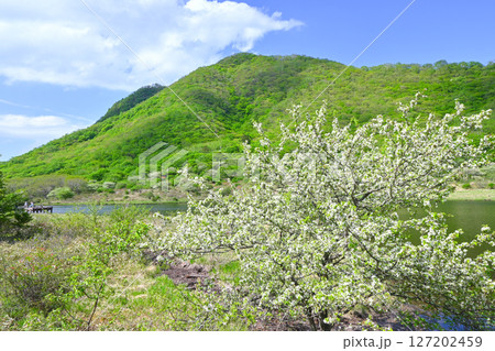 赤城山・覚満淵【群馬県】 127202459