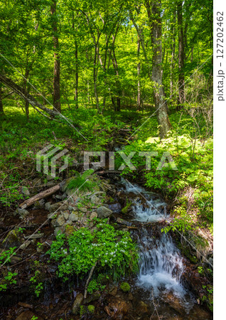小川が流れる新緑の森 美ヶ原 霧ヶ峰 小川が流れる新緑の森 美ヶ原 霧ヶ峰 127202462
