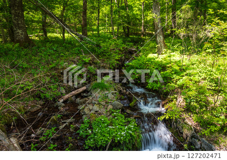 小川が流れる新緑の森　美ヶ原　霧ヶ峰 127202471
