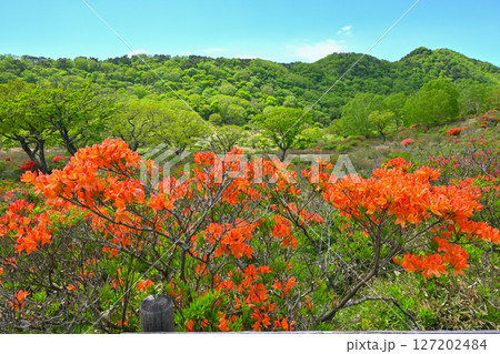 赤城白樺牧場【群馬県】 127202484
