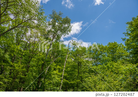 信州の新緑と青空 127202487