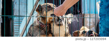 Sad homeless dog in a shelter. Dog behind the fance in animal shelter. Sad homeless dog in a shelter. Dog behind the fance in animal shelter. 127203094