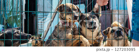 Sad homeless dog in a shelter. Dog behind the fance in animal shelter. Sad homeless dog in a shelter. Dog behind the fance in animal shelter. 127203095