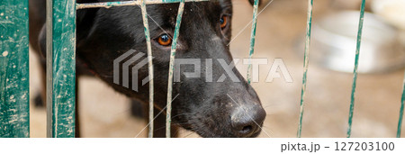Sad homeless dog in a shelter. Dog behind the fance in animal shelter. 127203100