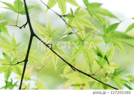 新緑のモミジの葉が太陽光に透ける 127203168