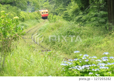 初夏の小湊鉄道 127203282