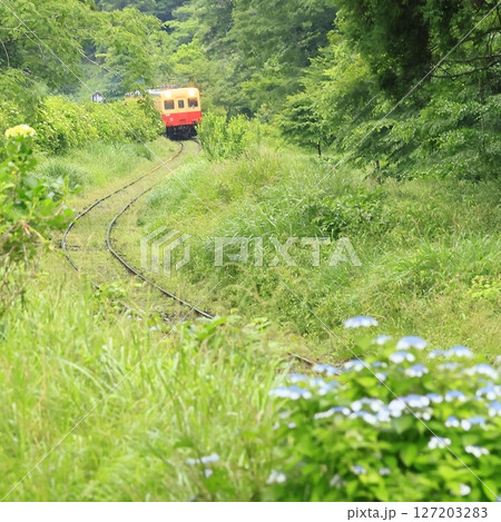 初夏の小湊鉄道 127203283