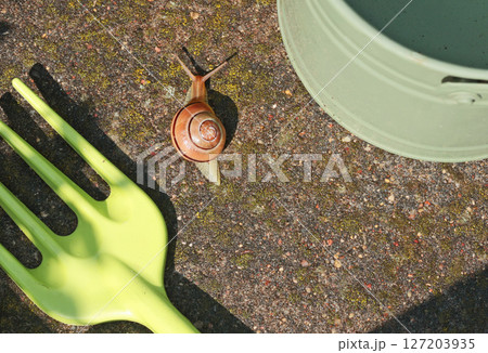 Snail crawls on watering can. Garden and Nature. Pests and tools.  127203935