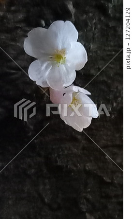 夜の桜 127204129