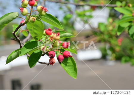 ジューンベリー（バラ科）ザイフリボク属 127204154