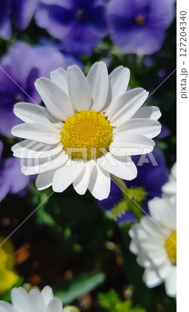 白いマーガレットの花 127204340
