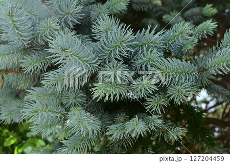 コロラドトウヒ（マツ科・トウヒ属）常緑針葉樹 127204459
