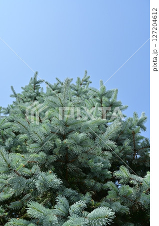 コロラドトウヒ（マツ科・トウヒ属）常緑針葉樹と青空 127204612