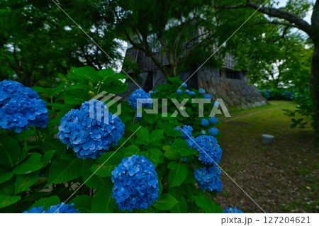 都城市あじさい公園 R7年 都城市あじさい公園 R7年 127204621