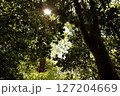 木陰に差し込む光芒 127204669