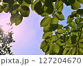 新緑と日差し 127204670