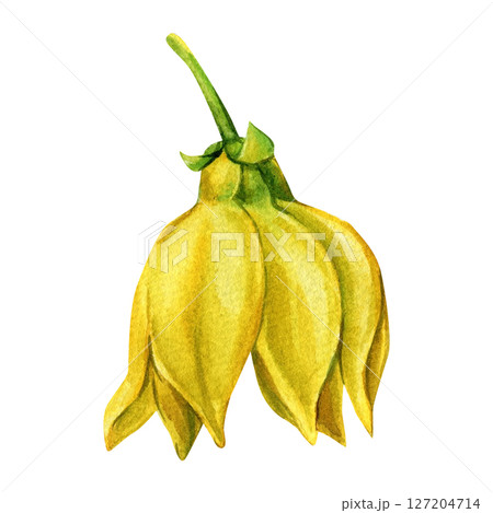 Ylang Ylang Watercolor Flower Folded Yellow Petals Botanical Tropical Element for Organic Perfume and Spa Illustration Ylang Ylang Watercolor Flower Folded Yellow Petals Botanical Tropical Element for Organic Perfume and Spa Illustration 127204714