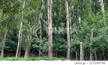 forest with tall trees close up 127204746