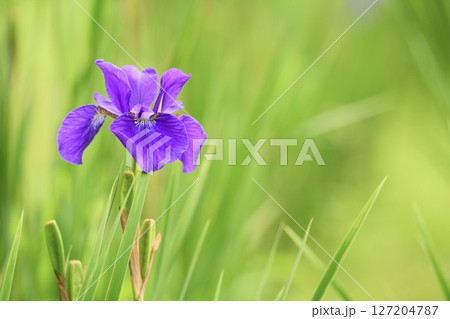 初夏の光を浴びて輝くアヤメの花が咲く風景 127204787