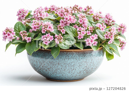 Big Weigela bush in rustic pot with fleshy leaves and pink flowers on a white background. Big Weigela bush in rustic pot with fleshy leaves and pink flowers on a white background. 127204826