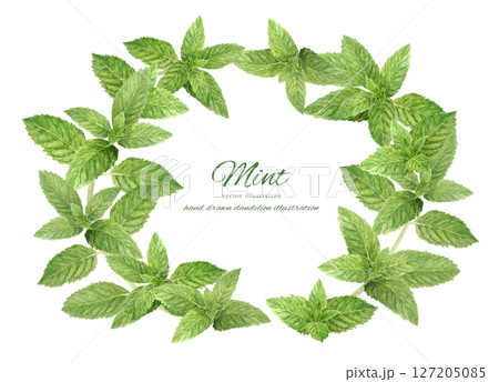 爽やかなミントの葉の水彩素材で作ったサークルフレーム 爽やかなミントの葉の水彩素材で作ったサークルフレーム 127205085