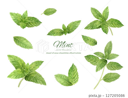 爽やかなミントの葉の水彩素材セット 127205086