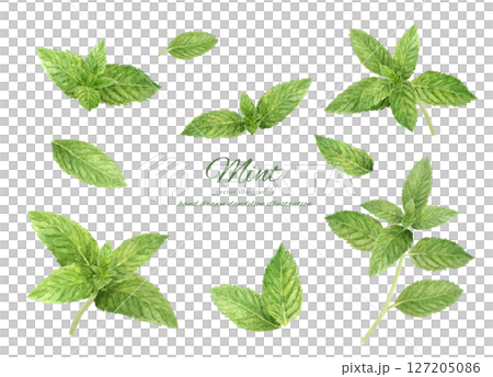 Fresh mint leaves watercolor set Fresh mint leaves watercolor set 127205086