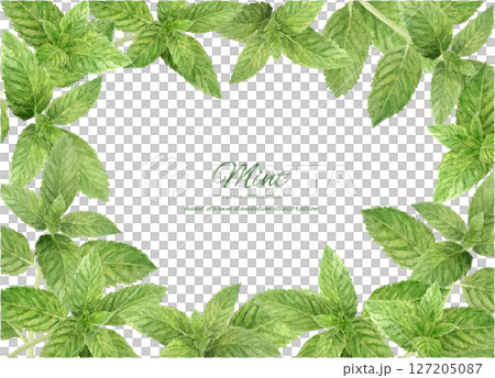 清爽的薄荷葉框架背景 127205087