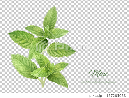 Fresh mint leaves drawn in watercolor 127205088