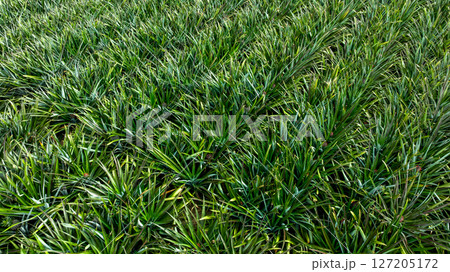 Aerial view pineapple plantation with red soil, Pineapple plantation green plant, Top view Pineapple plantation fields. 127205172