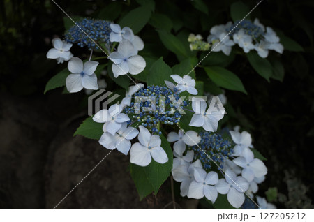 白い紫陽花 127205212