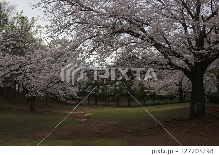 ⁺*＊✿+ 桜　さくら　サクラ　SAKURA +✿＊*⁺ 127205298