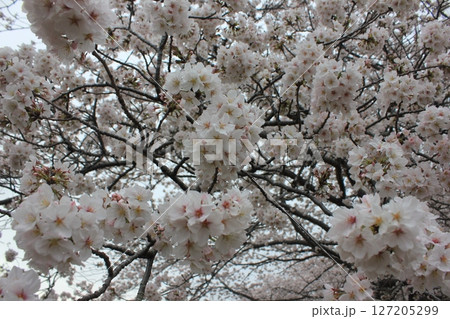 ⁺**✿+ 桜 さくら サクラ SAKURA +✿**⁺ ⁺**✿+ 桜 さくら サクラ SAKURA +✿**⁺ 127205299