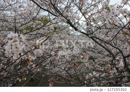 ⁺*＊✿+ 桜　さくら　サクラ　SAKURA +✿＊*⁺ 127205302