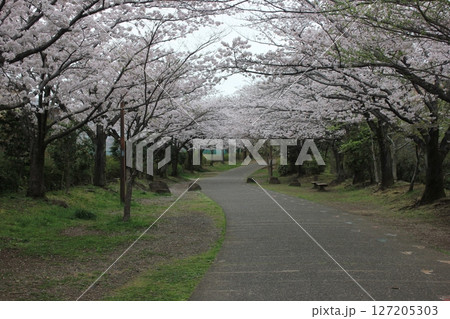 ⁺*＊✿+ 桜　さくら　サクラ　SAKURA +✿＊*⁺ 127205303