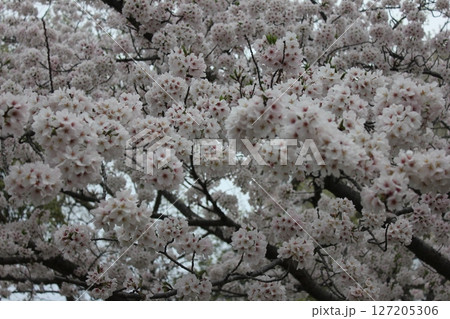 ⁺*＊✿+ 桜　さくら　サクラ　SAKURA +✿＊*⁺ 127205306