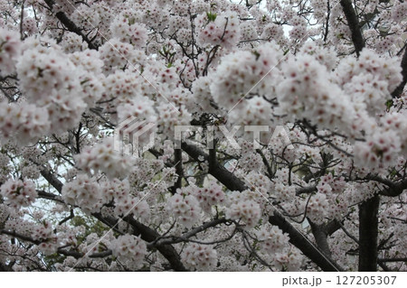 ⁺*＊✿+ 桜　さくら　サクラ　SAKURA +✿＊*⁺ 127205307