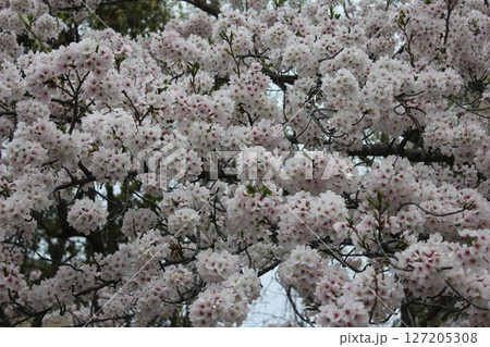 ⁺*＊✿+ 桜　さくら　サクラ　SAKURA +✿＊*⁺ 127205308