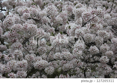 ⁺*＊✿+ 桜　さくら　サクラ　SAKURA +✿＊*⁺ 127205311